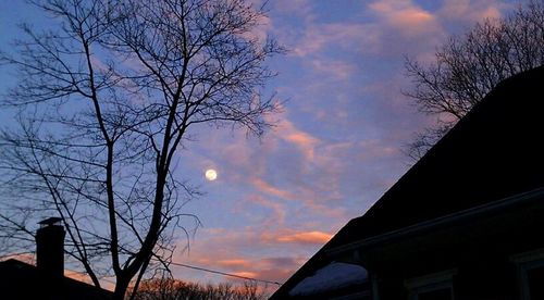 Silhouette of bare trees at sunset