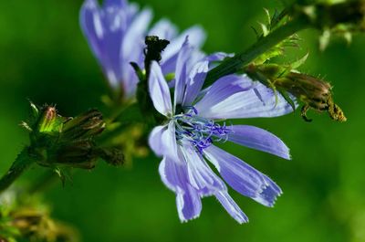 Close-up of bee on purple flower