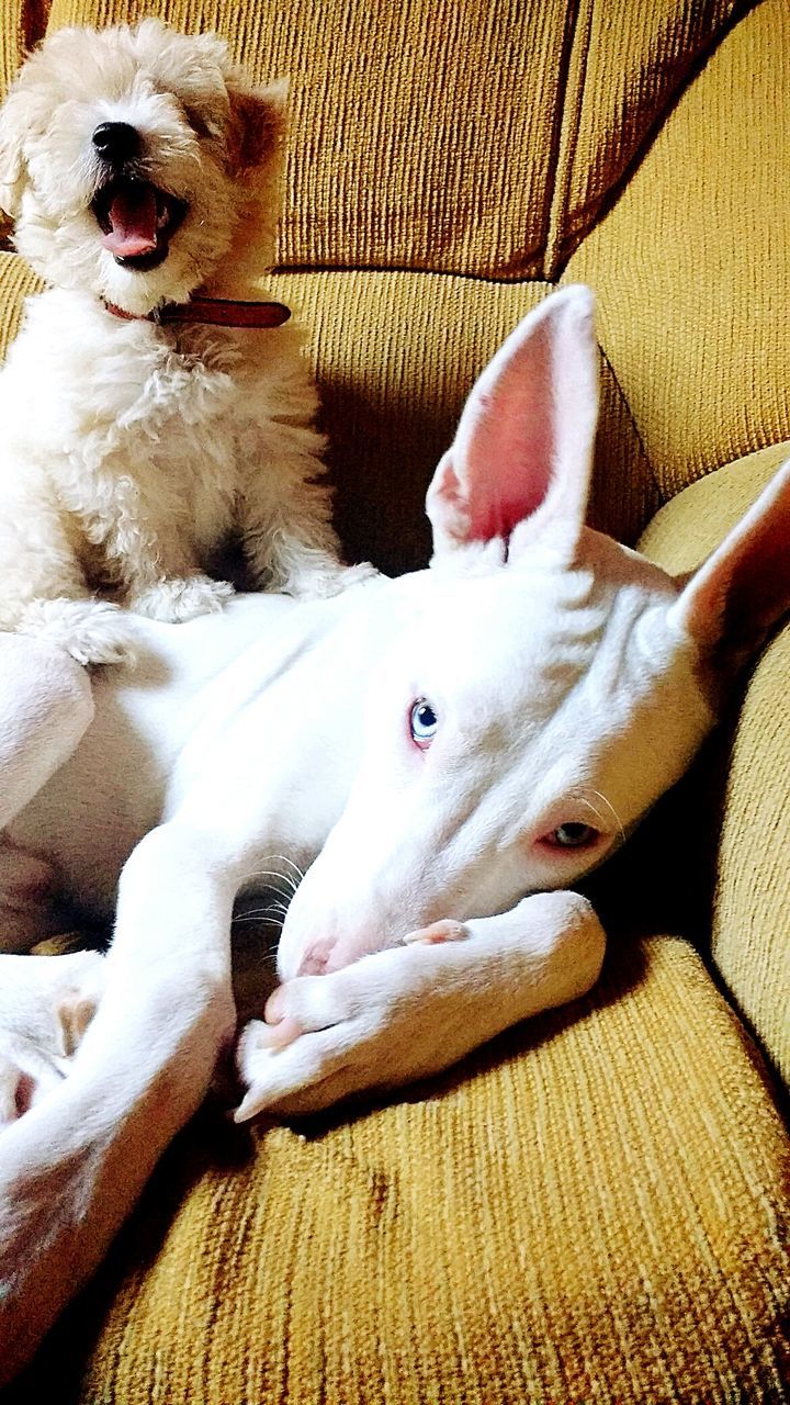 CLOSE-UP OF DOG RELAXING ON SOFA