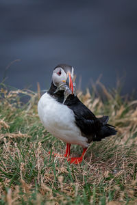 Puffin perching on field