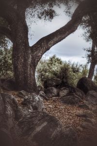 Trees growing on landscape