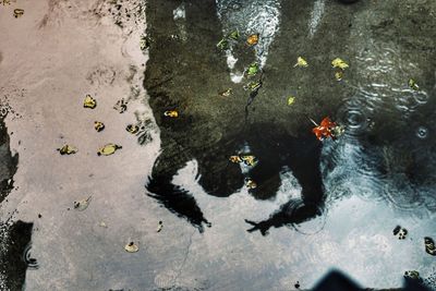 High angle view of shadows reflected  in puddle 