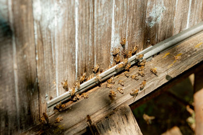 Close-up of rusty metal on wood