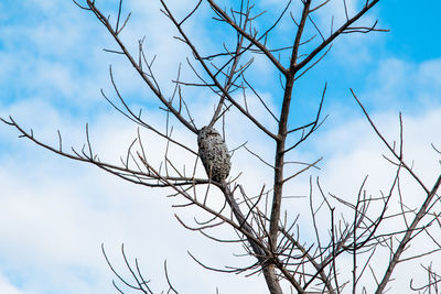 Low angle view of bare tree against sky