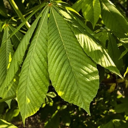 Close-up of fresh green leaves