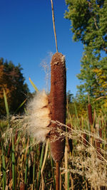 Close-up of wooden post on field against clear sky