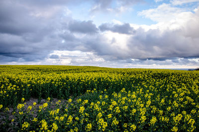 Scenic view of oilseed rape field against cloudy sky