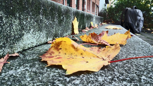Close-up of yellow maple leaves fallen on ground
