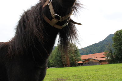 Horse in a field