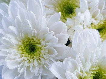 Close-up of white dahlia flower