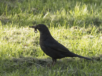Bird carrying earthworm in beak on grassy field