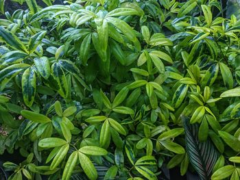 Full frame shot of plants