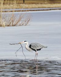 High angle view of gray heron on water