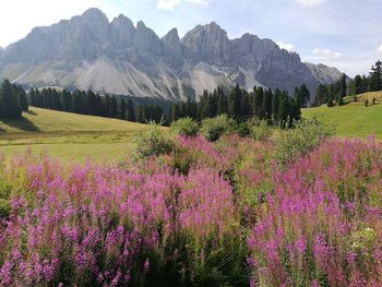 Purple flowering plants on field by mountains against sky