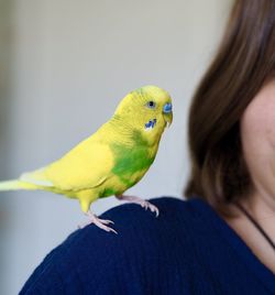 Close-up of young bird