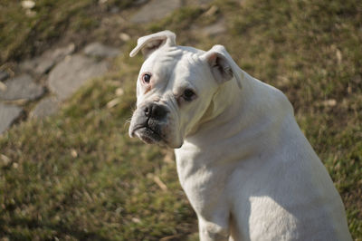 Close-up portrait of white dog