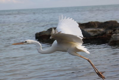 Close-up of heron flying over sea