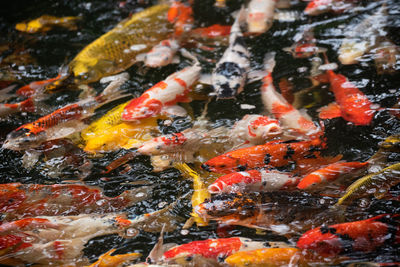 View of koi fish in lake