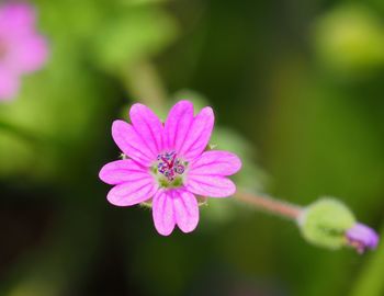 Close-up of pink cosmos flower blooming outdoors