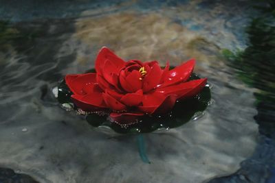 High angle view of red flower blooming in water