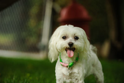 Portrait of dog sticking out tongue outdoors