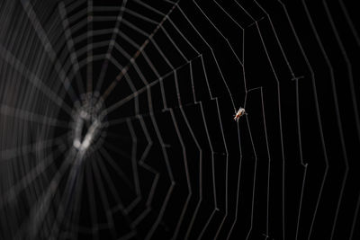 Close-up of spider web against black background