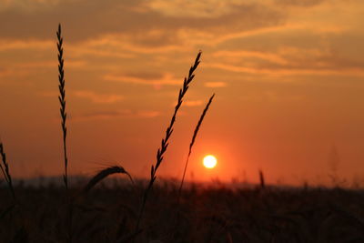 Scenic view of silhouette field against orange sky