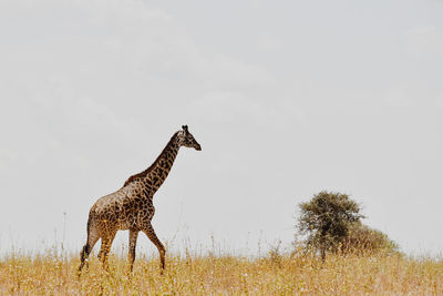 View of giraffe on field against sky