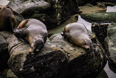 High angle view of sea sleeping on rock