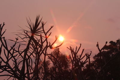 Close-up of silhouette plants against sky during sunset