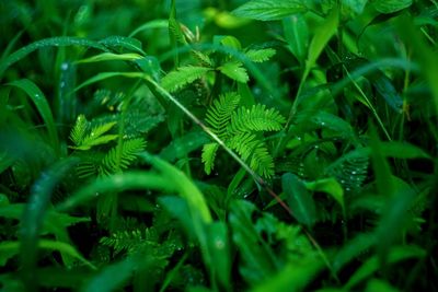 Full frame shot of fresh green plants