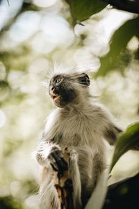 Low angle view of red colobus monkey in zanzibar jozani forest