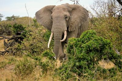 View of elephant in sunlight