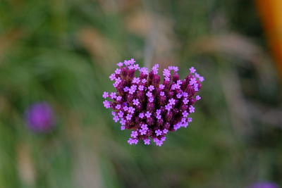 Close-up of purple flowering plant