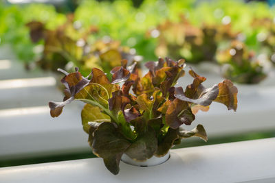 Close-up of flowering plant leaves