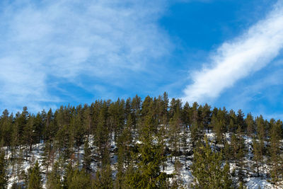 Pine trees in forest against sky