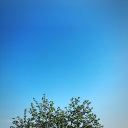 Low angle view of tree against clear blue sky