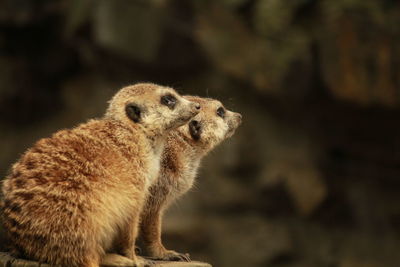 Close-up of squirrel