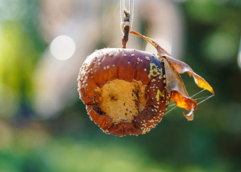 Close-up of orange fruit hanging on plant