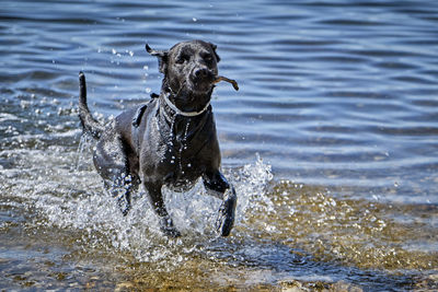 Dog running in water