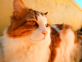 Close-up of cat looking away