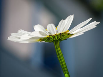 Close-up of white flower