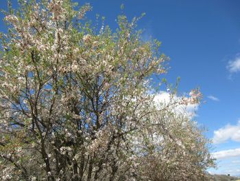 Low angle view of trees against blue sky