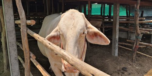 Cow standing in a shed