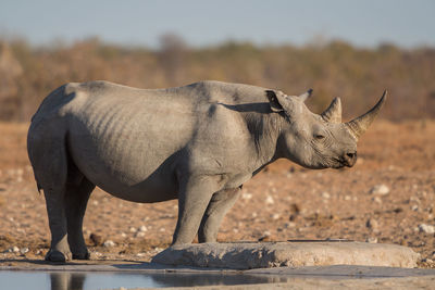 Side view of rhinoceros standing by lake