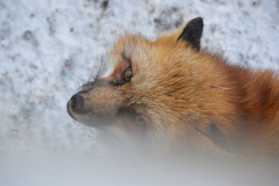 Close-up of dog looking away