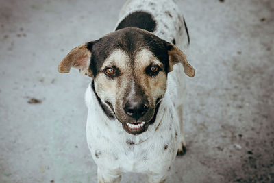 High angle portrait of dog outdoors