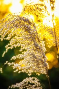 Close-up of yellow flower tree against sky