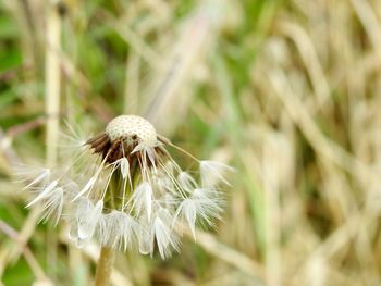 Close-up of dandelion on field