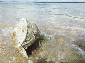 Close-up of crab in sea